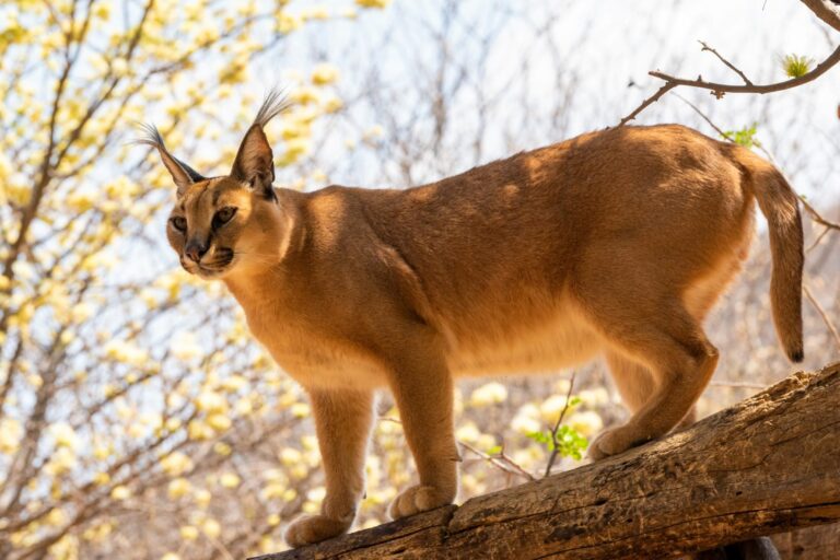 Caracal caracal - Wikipedia, la enciclopedia libre