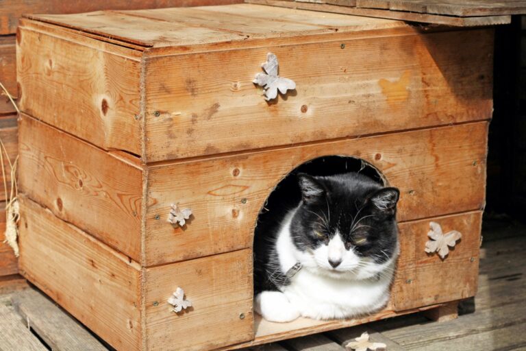 Conmemorativo Acurrucarse Documento Cómo hacer una casa para gatos: trucos y consejos | zooplus Magazine
