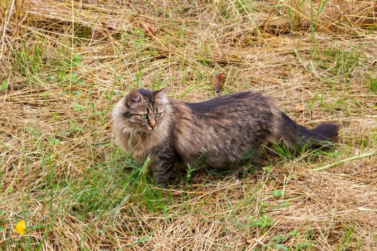 Gato alemán de pelo largo