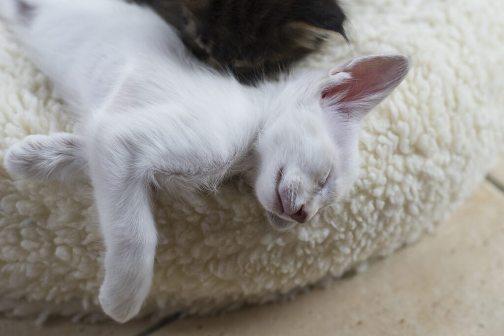 Gato oriental de pelo largo