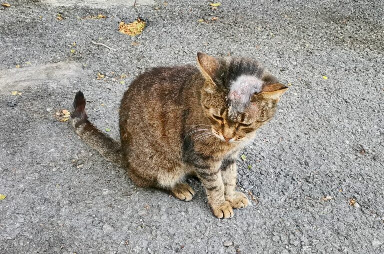 Hongos en la piel de los gatos