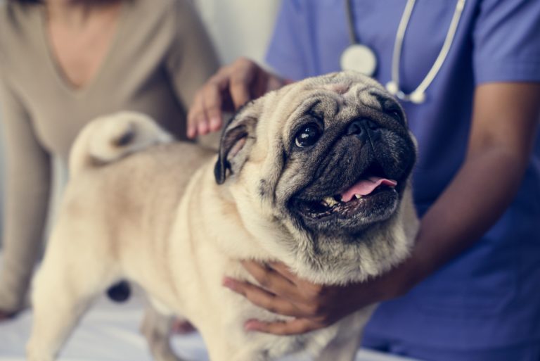 Infecciones bacterianas en perros