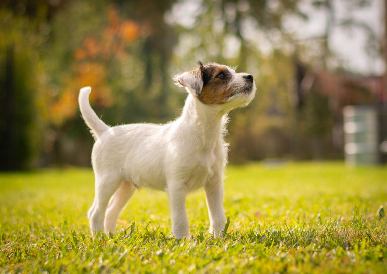 Parson russell terrier