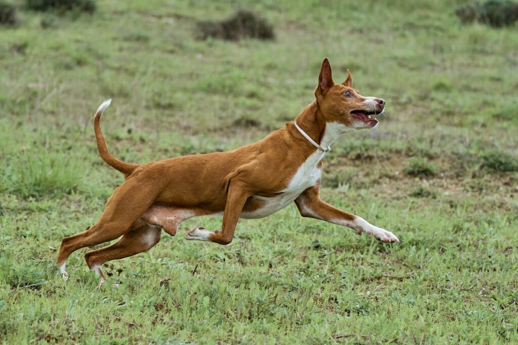 podenco andaluz