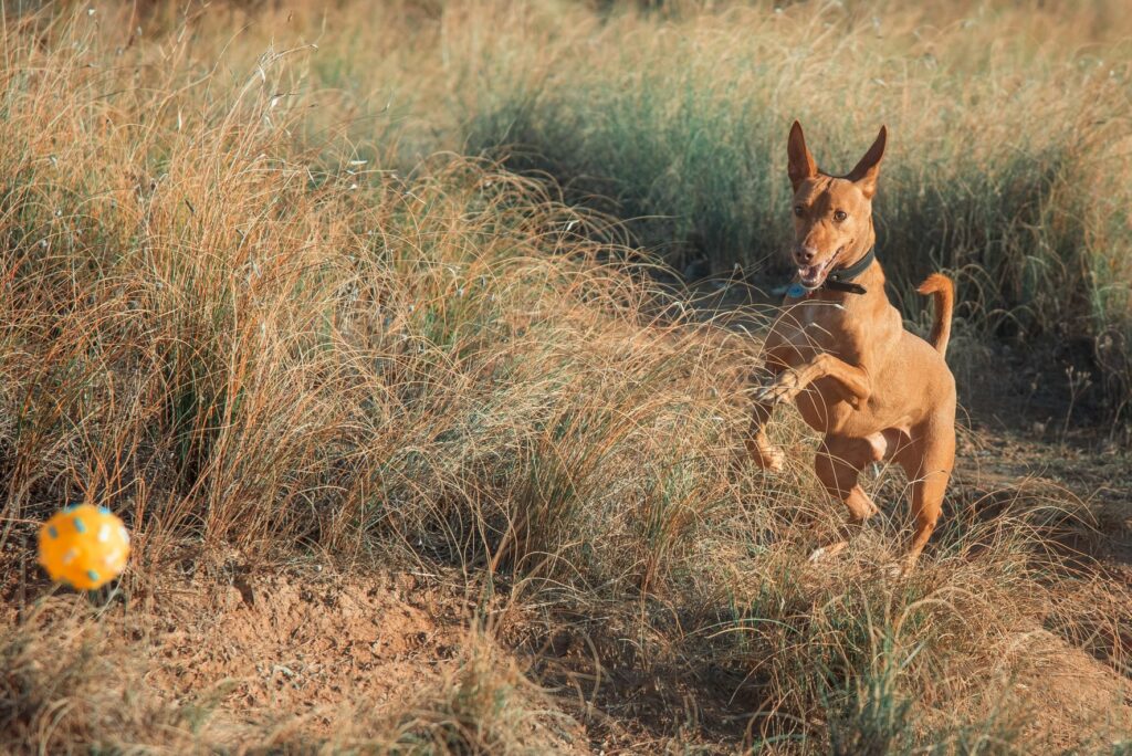 podenco andaluz