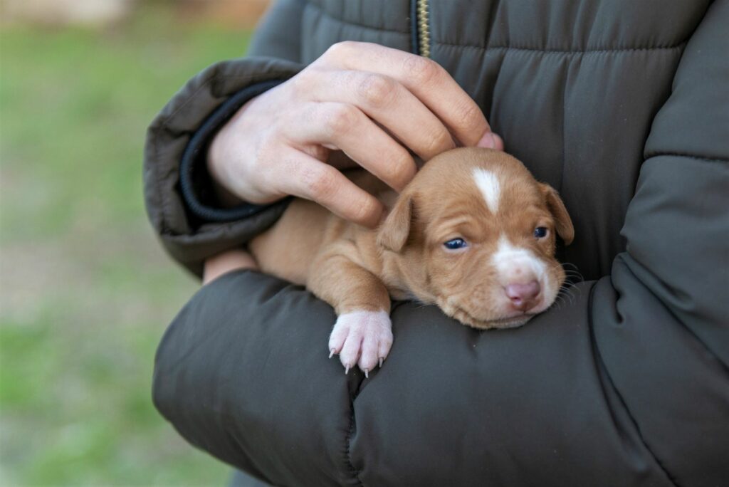 podenco andaluz