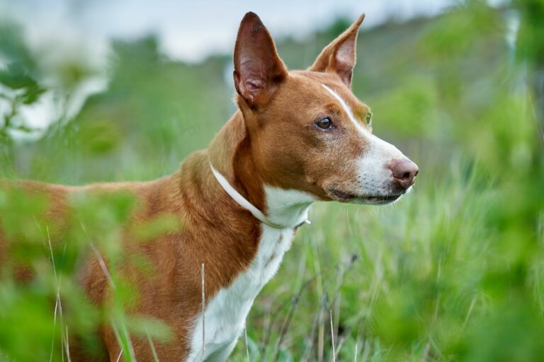 podenco andaluz