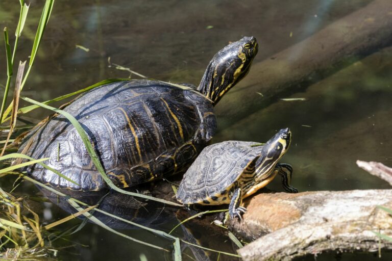 Qué comen las tortugas de agua