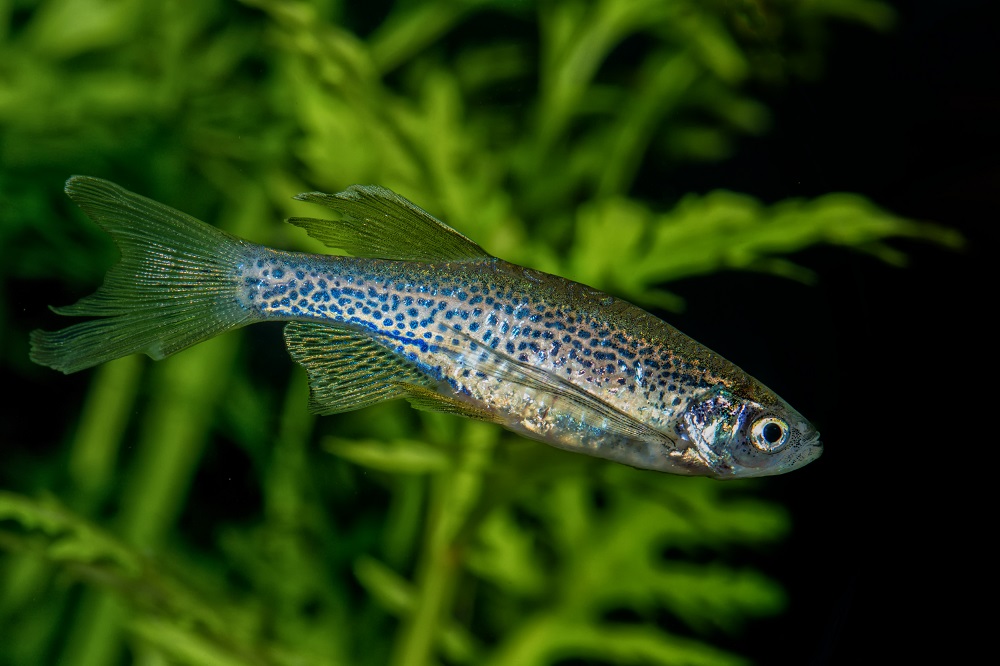 Leopardbärbling schwimmt in aquarium