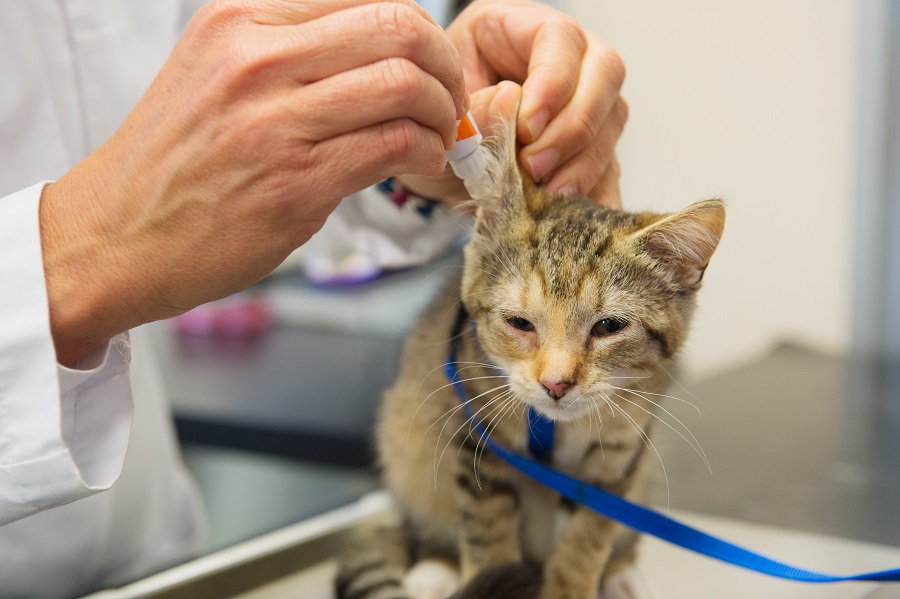 Ohrenentzündung bei der Katze Ohrtropfen