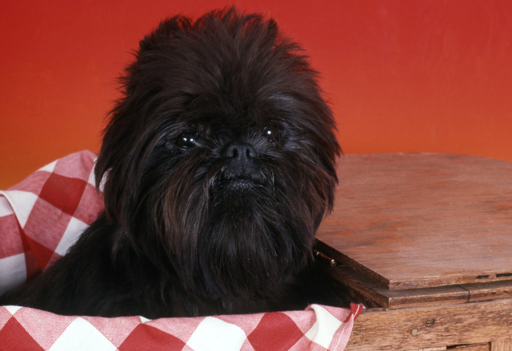 Affenpinscher