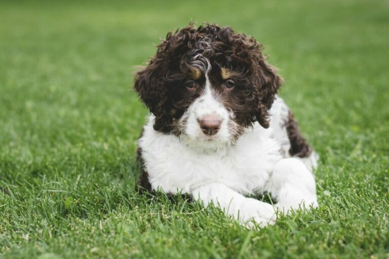 Bernedoodle