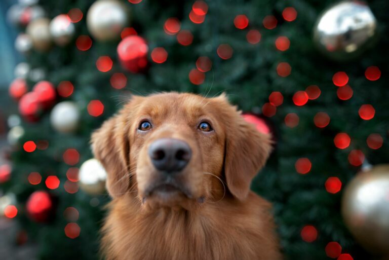 Calendario de Adviento para perros