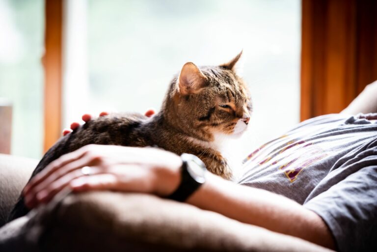 Cómo saber si tu gato confía en ti