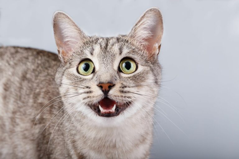 Arcaico psicología tímido Los sonidos de los gatos | Adoptar un gato | zooplus Magazine