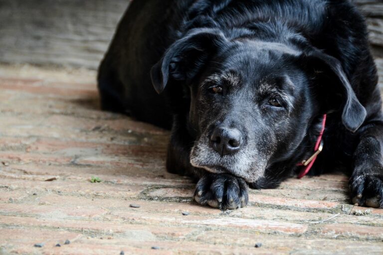 Perros ancianos