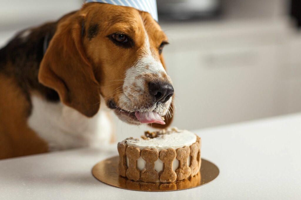 Tarta para perros