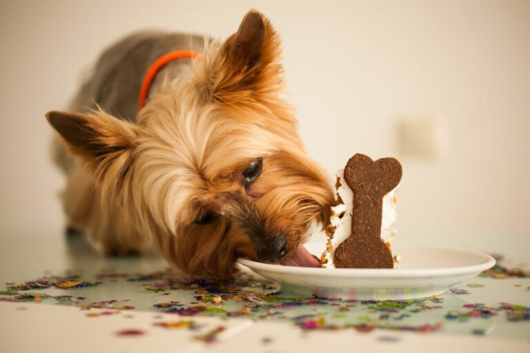 Tarta para perros