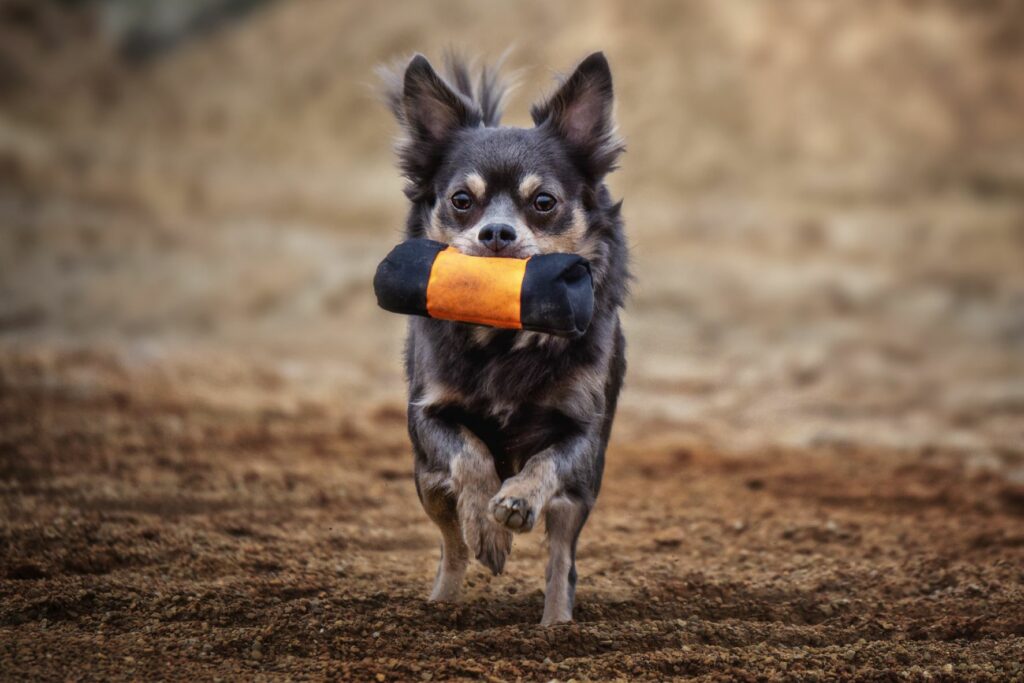 Adiestramiento con dummy para perros