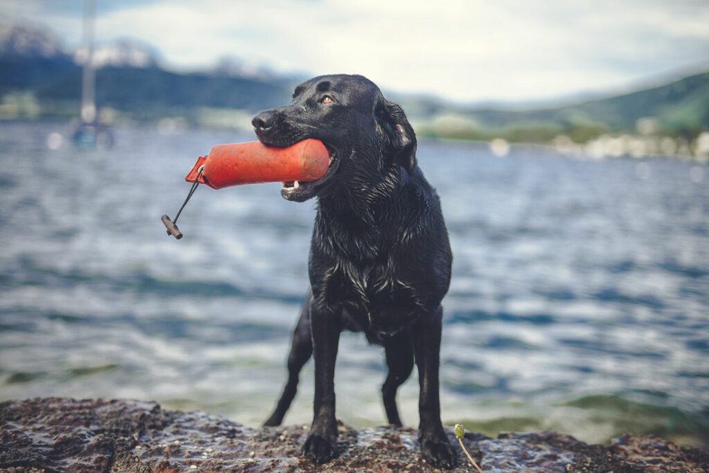 Adiestramiento con dummy para perros