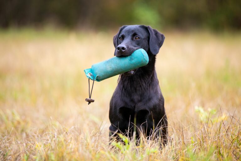 Adiestramiento con dummy para perros