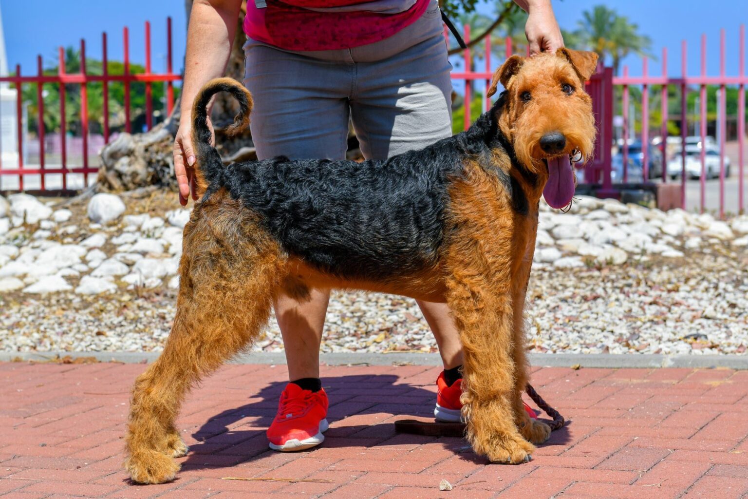 Airedale terrier