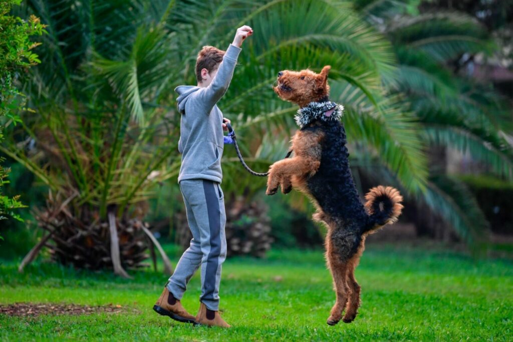 Airedale terrier