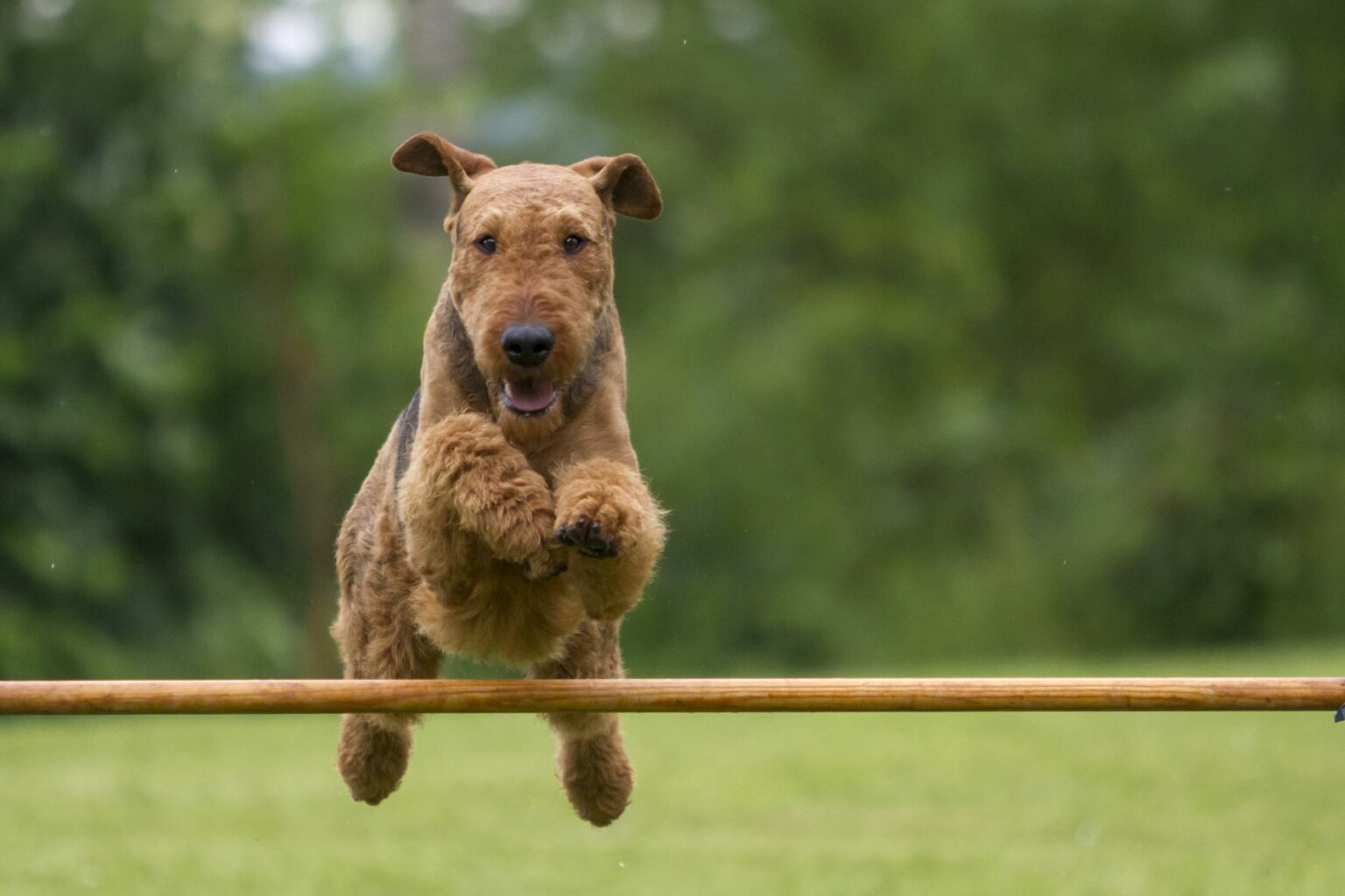 Airedale terrier