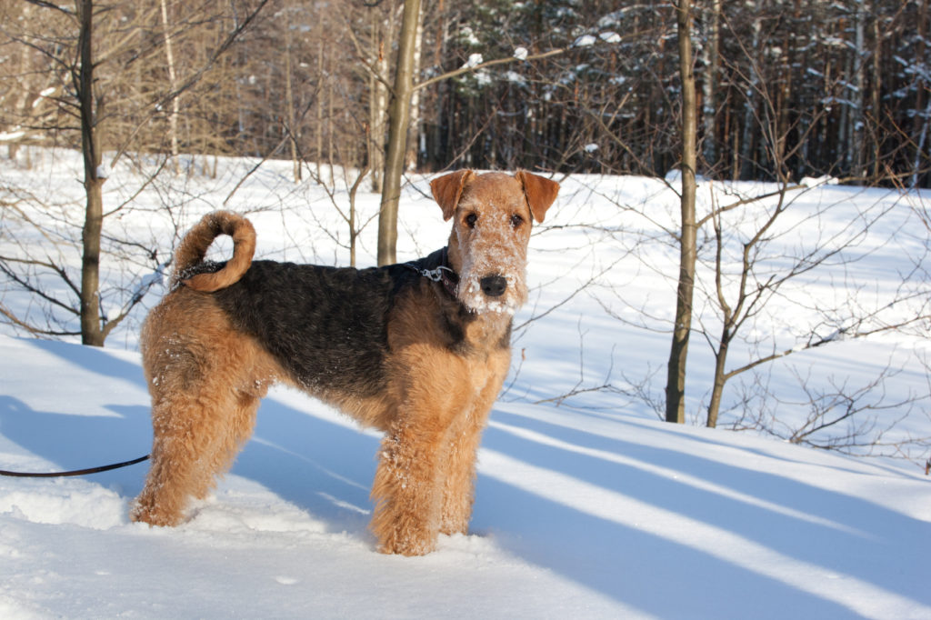 Airedale terrier