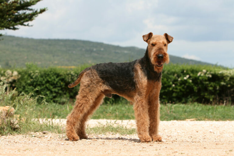 Airedale terrier