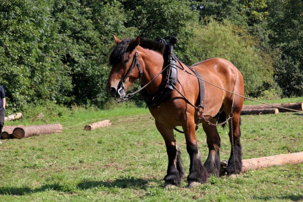 Caballo belga de tiro (brabante)