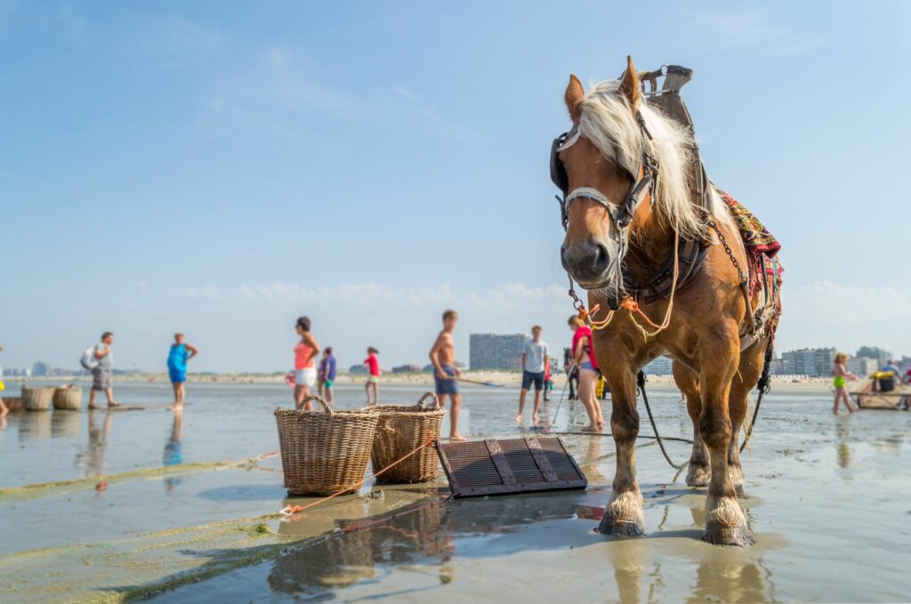 Caballo belga de tiro (brabante)