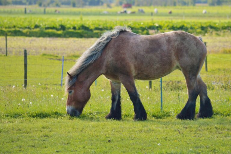 Caballo belga de tiro (brabante)