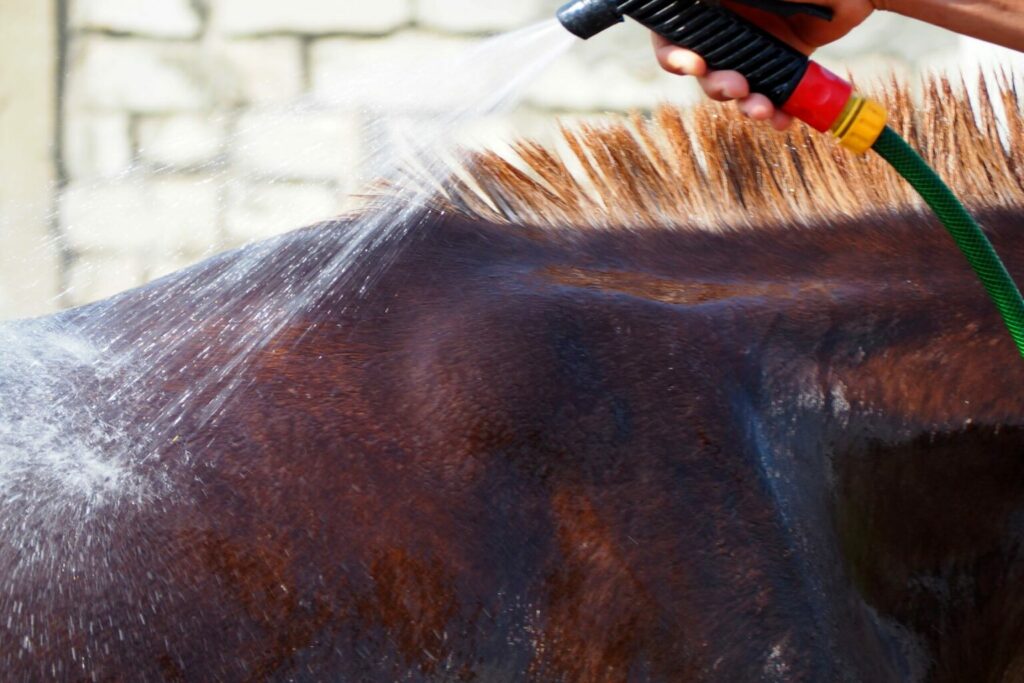 Dermatitis estival equina 1 Dermatitis estival equina