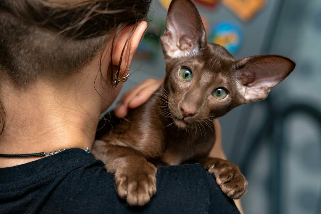 Gato oriental de pelo corto