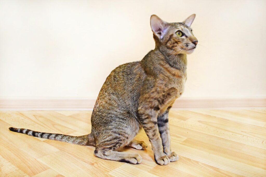 Gato oriental de pelo | Razas de zooplus Magazine
