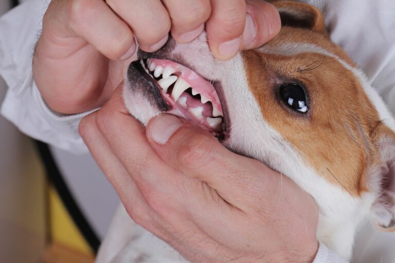 Gingivitis en perros