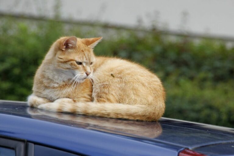 Picadura de avispa en gatos