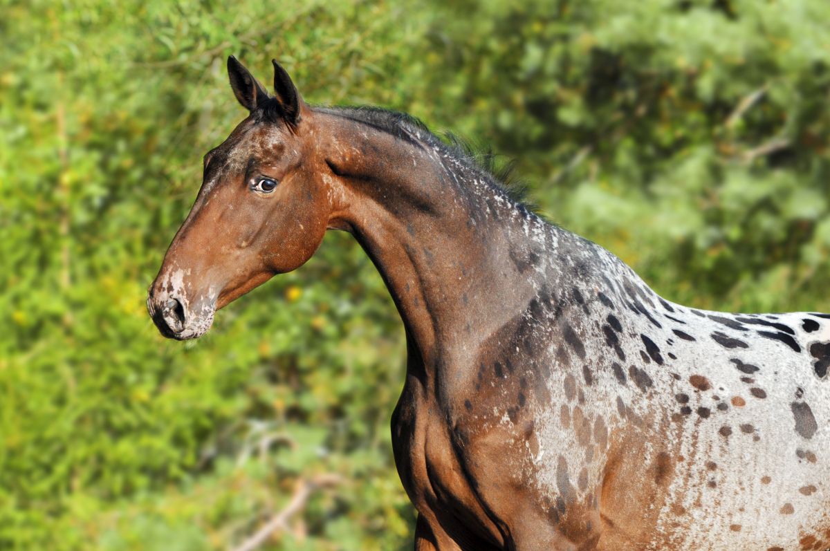 Caballo appaloosa