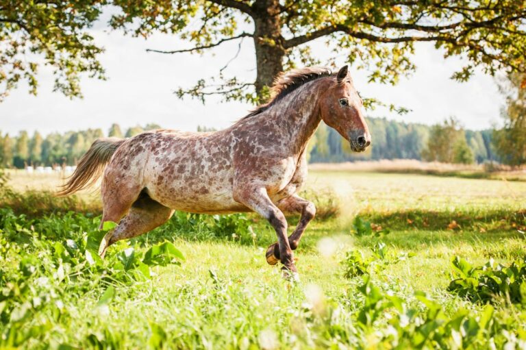 Caballo appaloosa