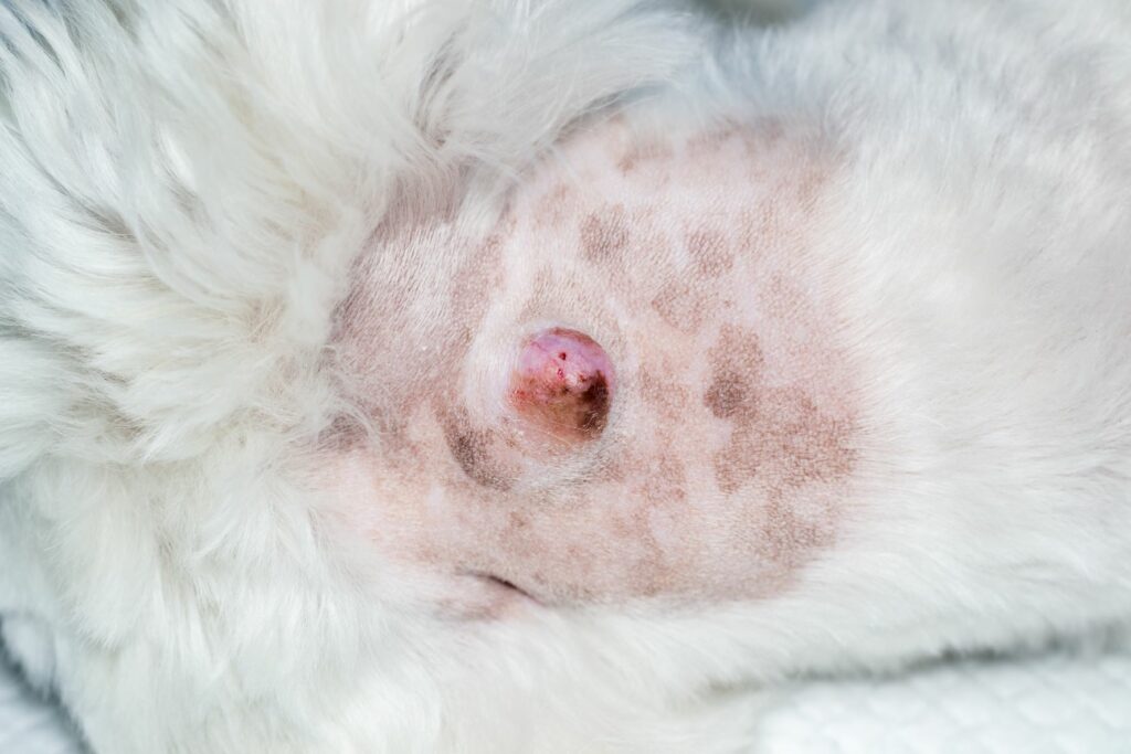 Cáncer de piel en perros