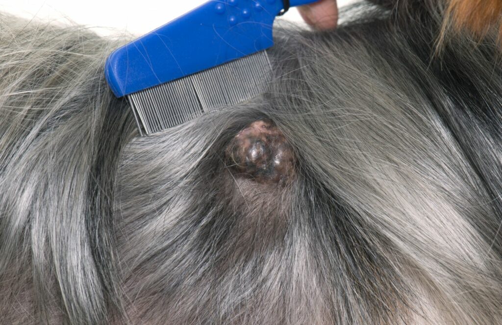Cáncer de piel en perros