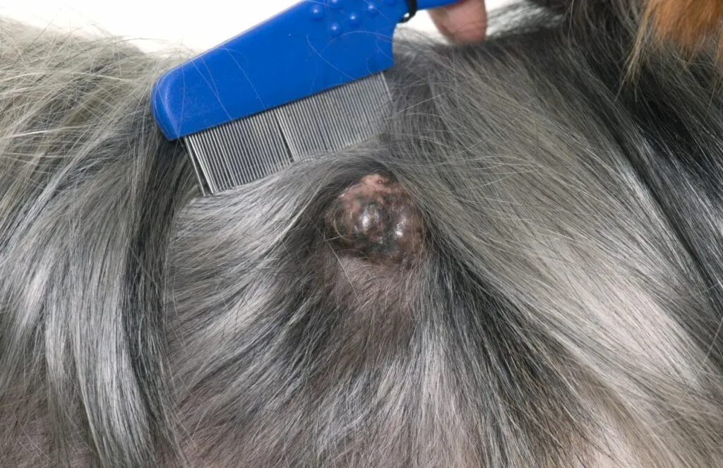 Cáncer de piel en perros
