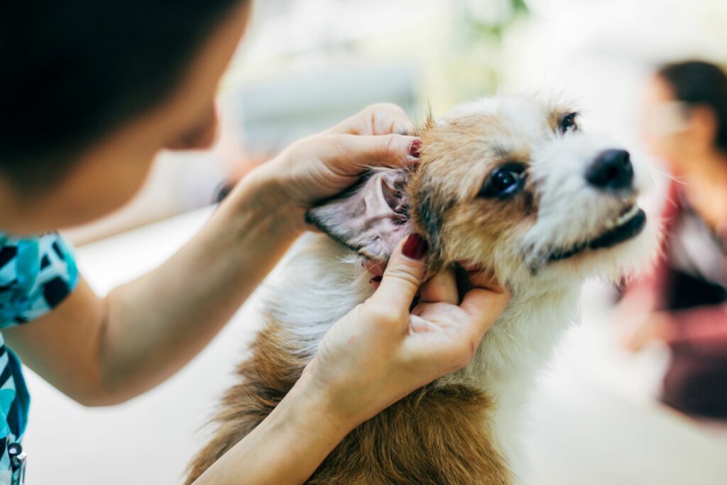 Cómo reducir el miedo al veterinario