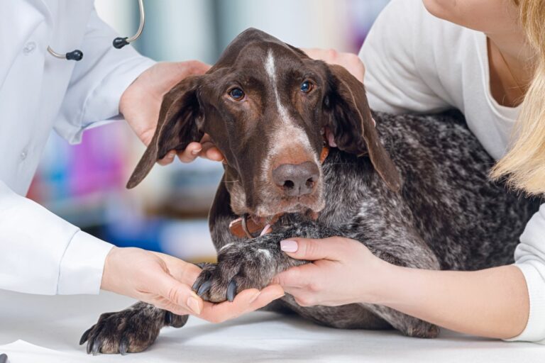 Cómo reducir el miedo al veterinario