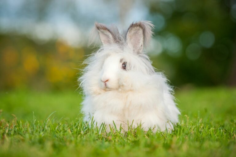 Conejo de Angora