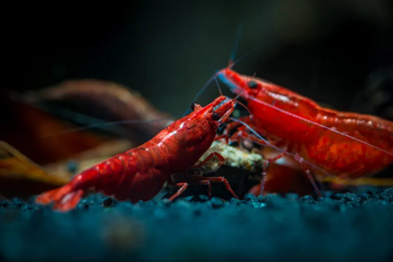 Gamba red fire