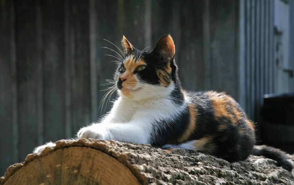 Gatos de la suerte