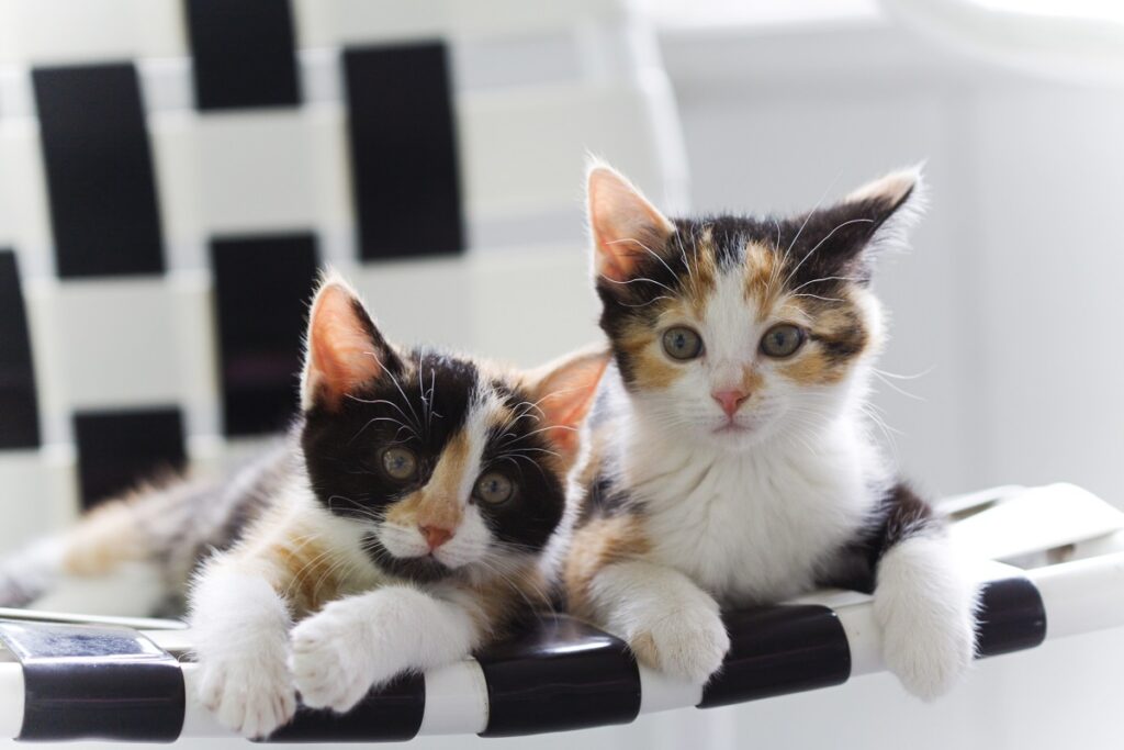 Sister kittens Gatos de la suerte