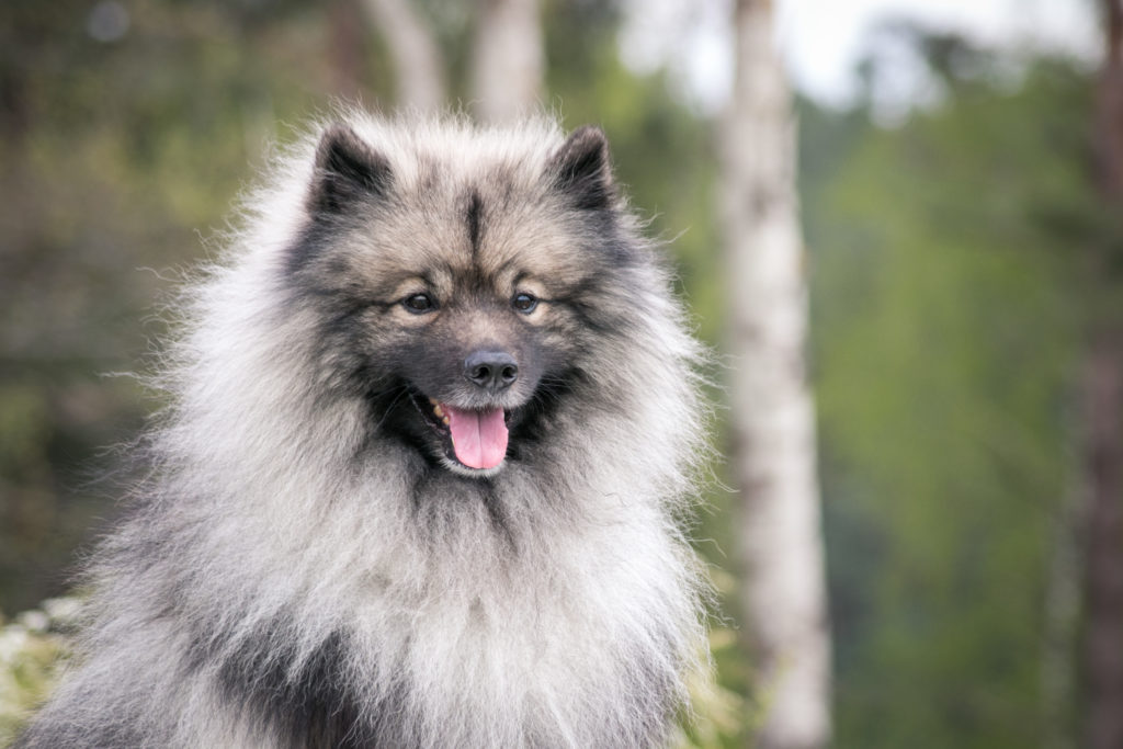 Keeshond